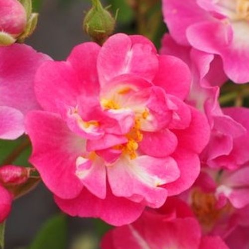 Diszkrét illatú rózsa - Rózsa - Petra's Perpetual - Online rózsa rendelés